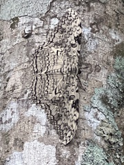 Thysania agrippina