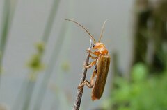 Cantharis cryptica