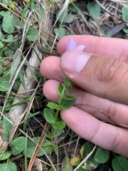 Sabatia angularis
