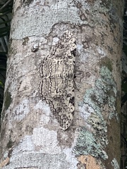 Thysania agrippina