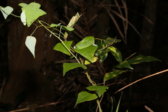 Echinostephia aculeata