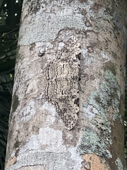 Thysania agrippina