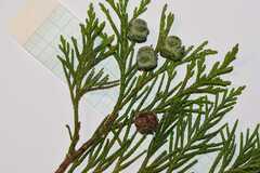 Chamaecyparis lawsoniana
