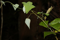 Echinostephia aculeata