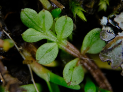Limnanthes macounii