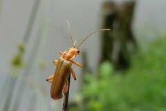 Cantharis cryptica