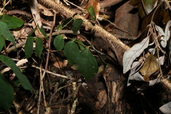 Pararchidendron pruinosum