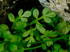 Limnanthes macounii