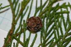 Chamaecyparis lawsoniana