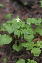 Viola canadensis