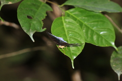 Tanaecia iapis