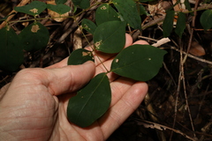 Pararchidendron pruinosum