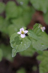 Viola canadensis