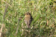 Empidonax fulvifrons