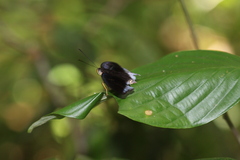 Tanaecia iapis