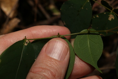 Pararchidendron pruinosum