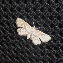 Musotiminae