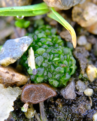 Sphaerocarpos texanus