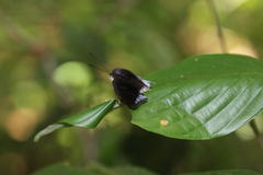 Tanaecia iapis