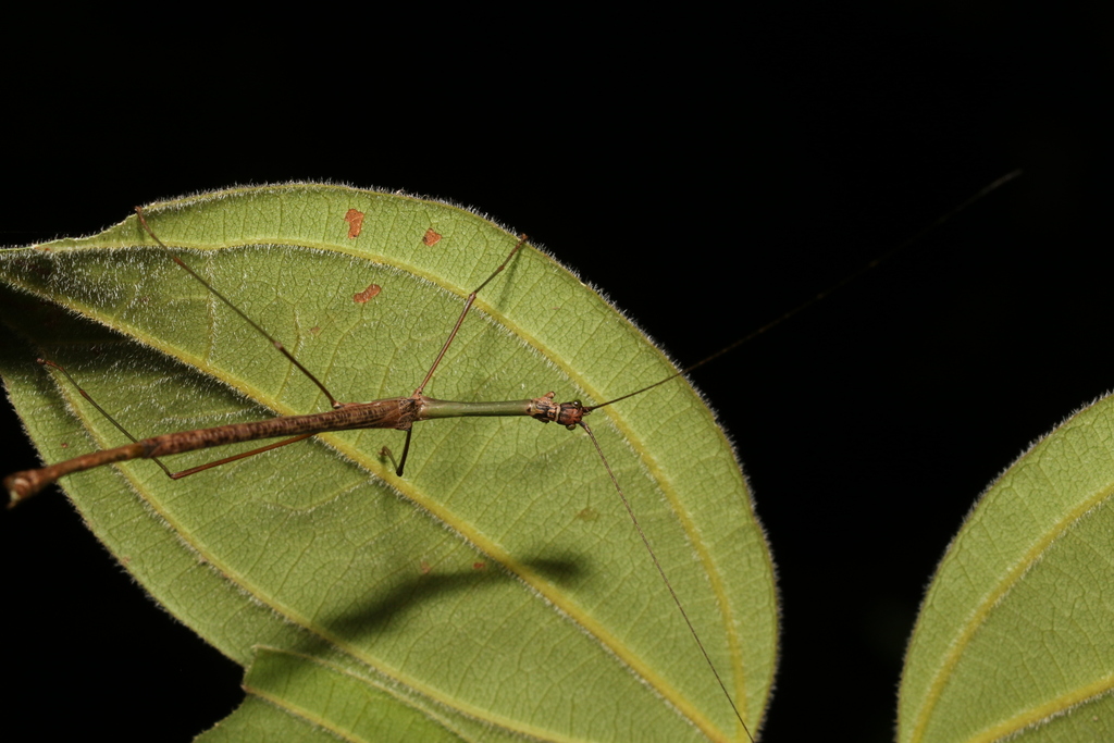 Karas’s Stick Insect