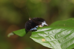 Tanaecia iapis