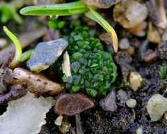 Sphaerocarpos texanus