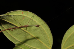 Candovia karasi