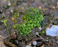 Sphaerocarpos texanus