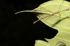 Candovia karasi