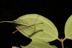 Candovia karasi
