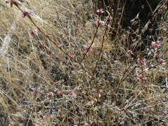 Eriogonum vimineum
