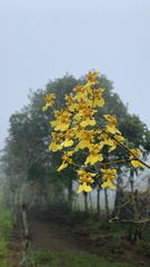 Oncidium sphacelatum