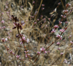 Eriogonum vimineum