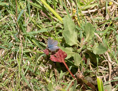 Zizina otis labradus