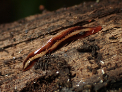 Newzealandia