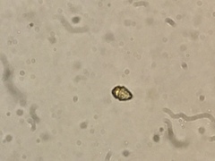 Miozoa