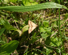 Anachloris subochraria