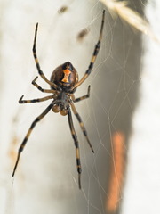 Latrodectus geometricus