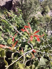 Justicia californica