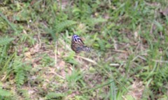 Euploea mulciber basilissa