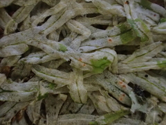 Bryocentria hypothallina