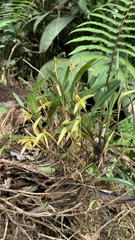 Maxillaria acuminata