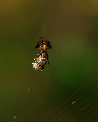 Micrathena gracilis