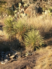 Yucca constricta