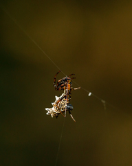 Micrathena gracilis