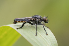 Laphriinae