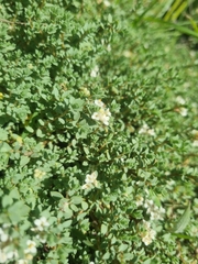 Pimelea prostrata