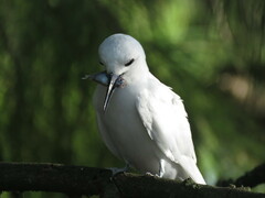 Atheriniformes