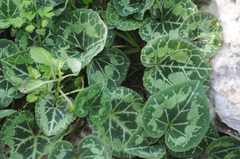 Cyclamen