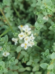 Pimelea prostrata